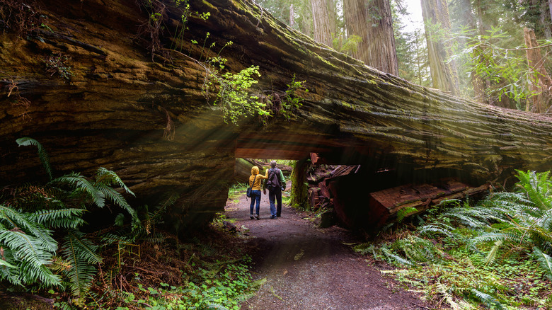 Tourists at the Dyerville Giant