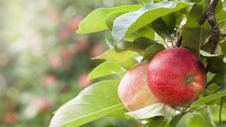 Fall apple picking at an orchard