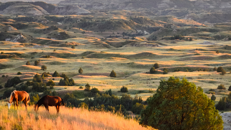 Horses grazing at national park