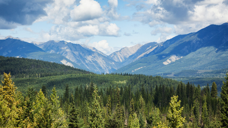 Landscape of mountains and trees