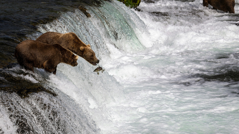 Bears at Brooks Falls