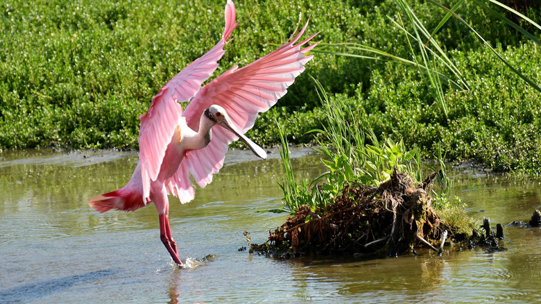 bird in Port Aransas