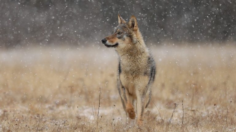 Wolf walking through the undergrowth