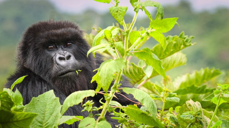 Gorilla in Rwanda