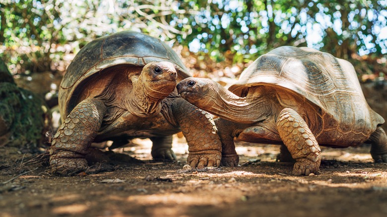 Large tortoises in Aldabra