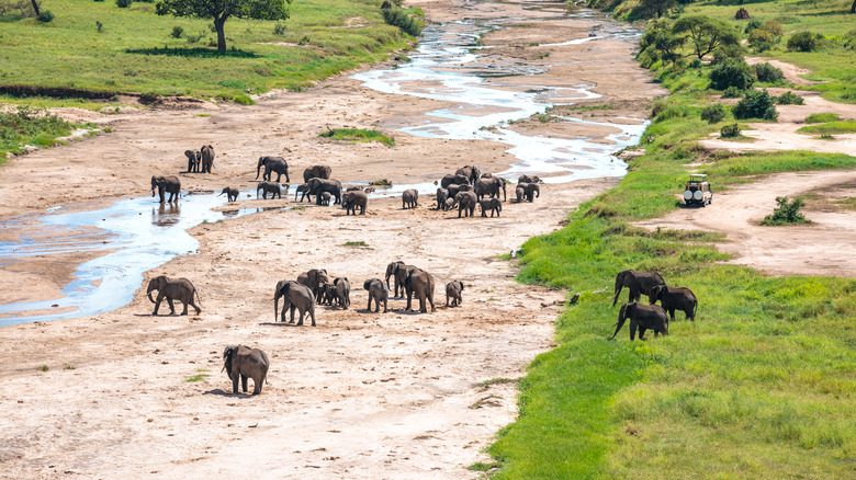 Elephants in Tarangire National Park