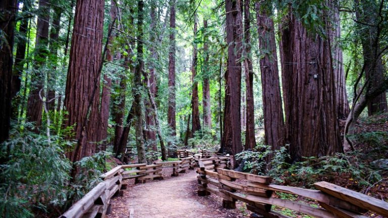 Trail at Julia Pfeiffer Burns State Park