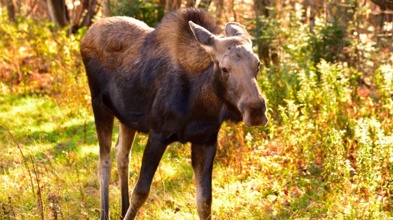 Moose along the Kancamagus Highway