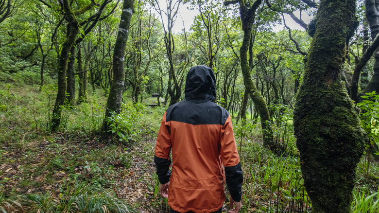 Walker in Laurissilva Forest