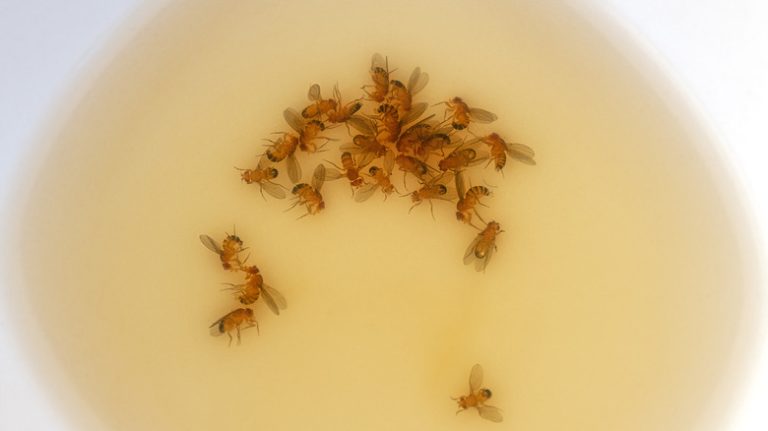 Flies in vinegar trap