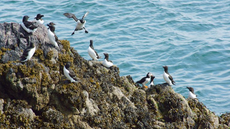 Birds in Pembrokeshire