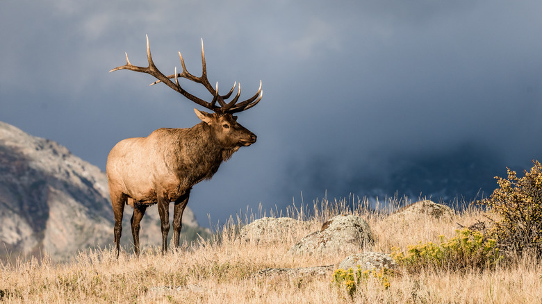 Bull elk in Rocky Mountain National Park