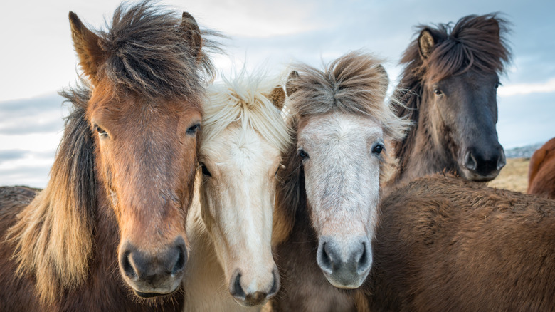 Icelandic horses