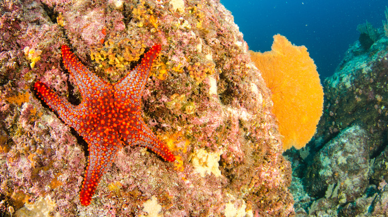 Coral reef in the Sea of Cortes