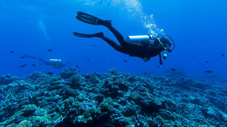 Scuba diving in Rangiroa