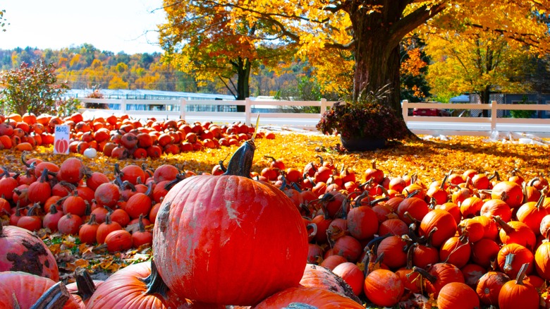 upstate New York pumpkin patch