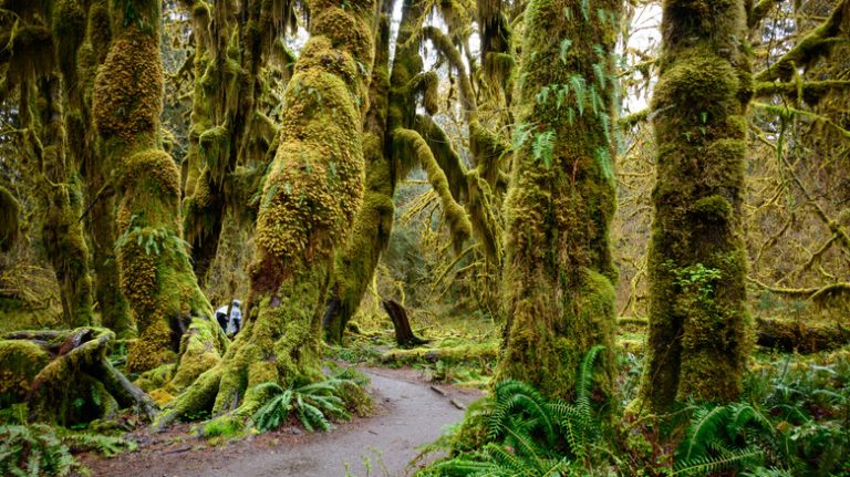 Hoh Rain Forest Ferns and Moss in Olympic National Park