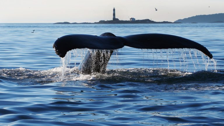 Whale breaching its tail