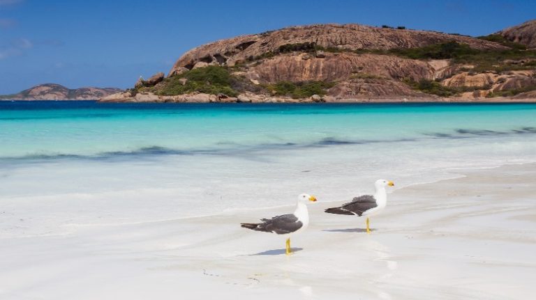 Seagulls walking on the beach