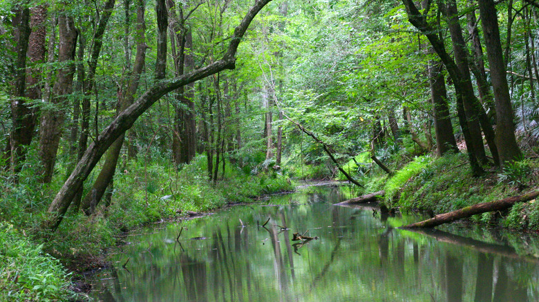 Small river in Torreya State Park