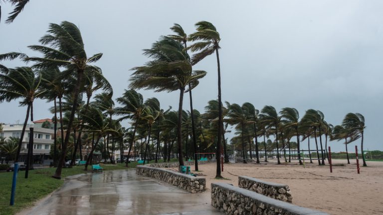 Palm trees during a hurricane