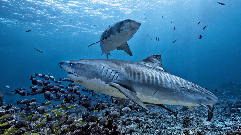 Sharks swimming in school of fish