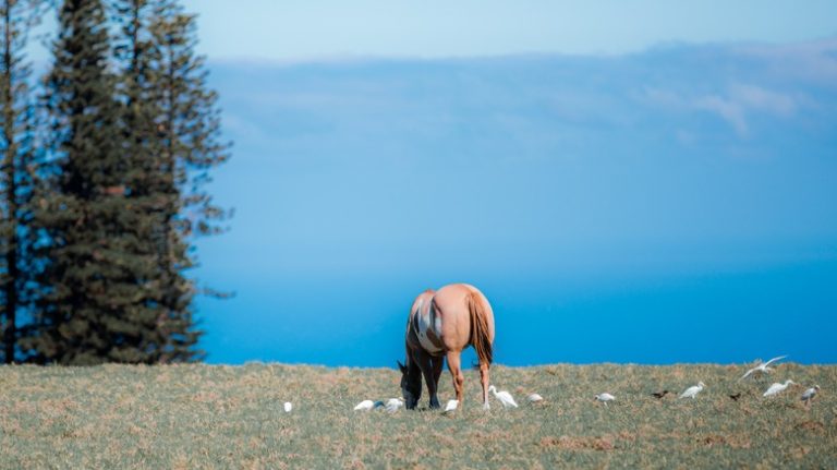 Horse on Maui