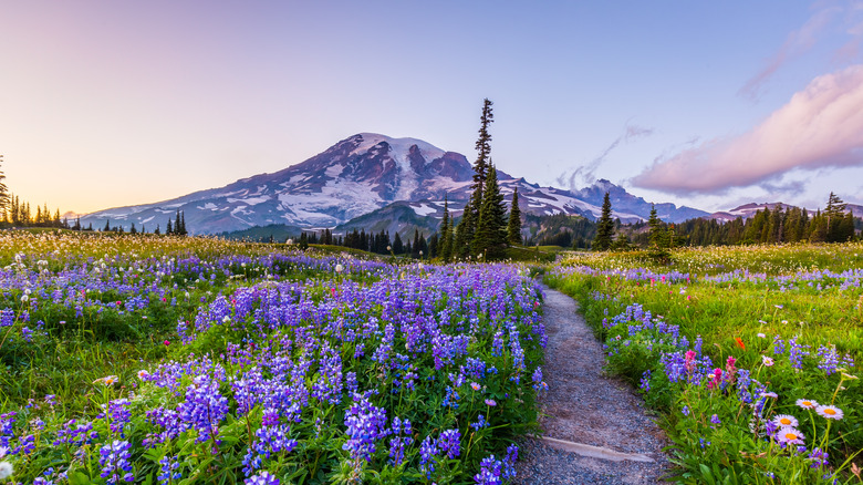 Mount Rainier National Park