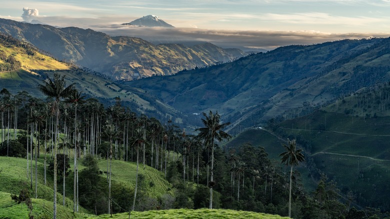 Cocora Valley, Zona Cafetera, Colombia