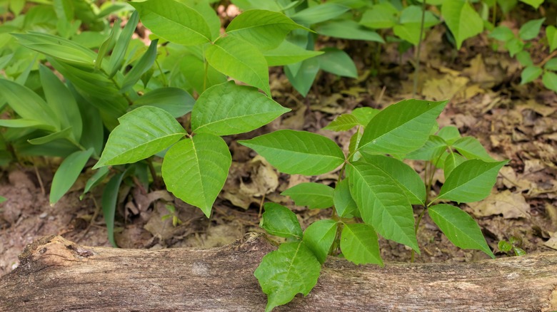 poison ivy plants