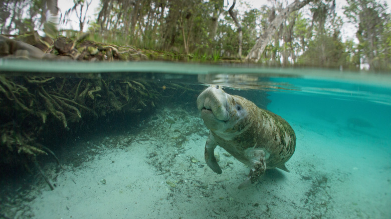 Manatee in Crystal River, Florida