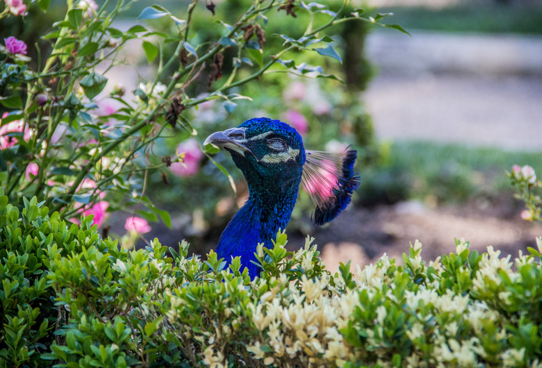 <h3>What Animals Are Known to Prey on Peacocks?</h3>