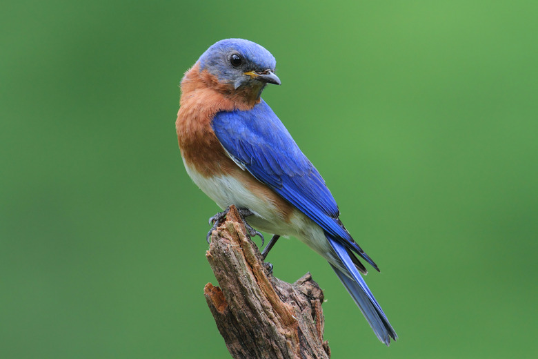 <h3>Optimal Orientation for a Bluebird House</h3>