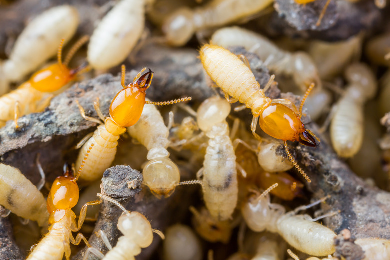 <h3>Naphthalene Toxicity and Its Impact on Termites</h3>