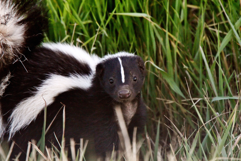 <h3>Identifying Male and Female Skunks</h3>