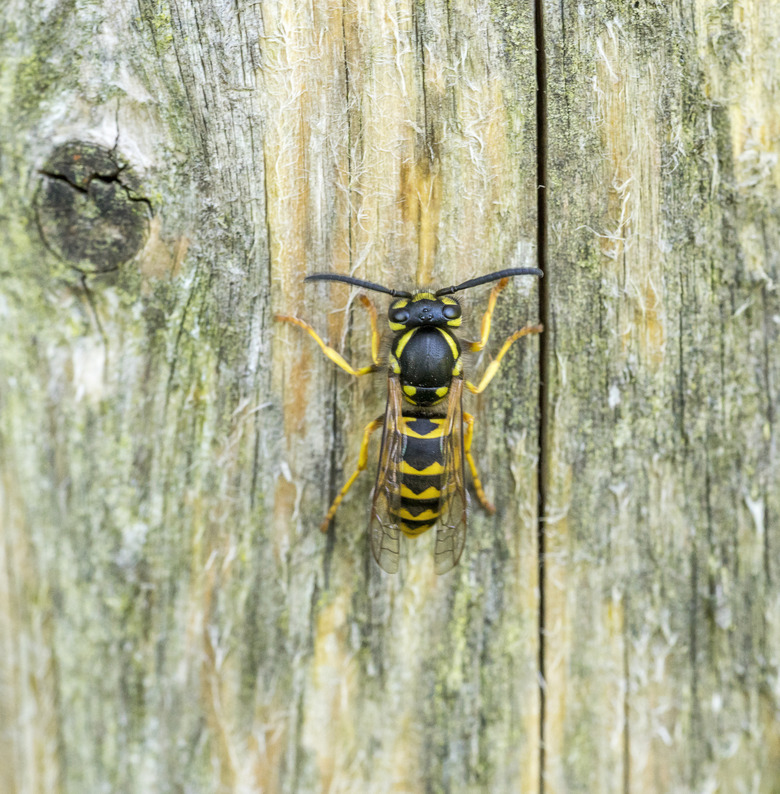 <h3>Night-Active Wasps</h3>