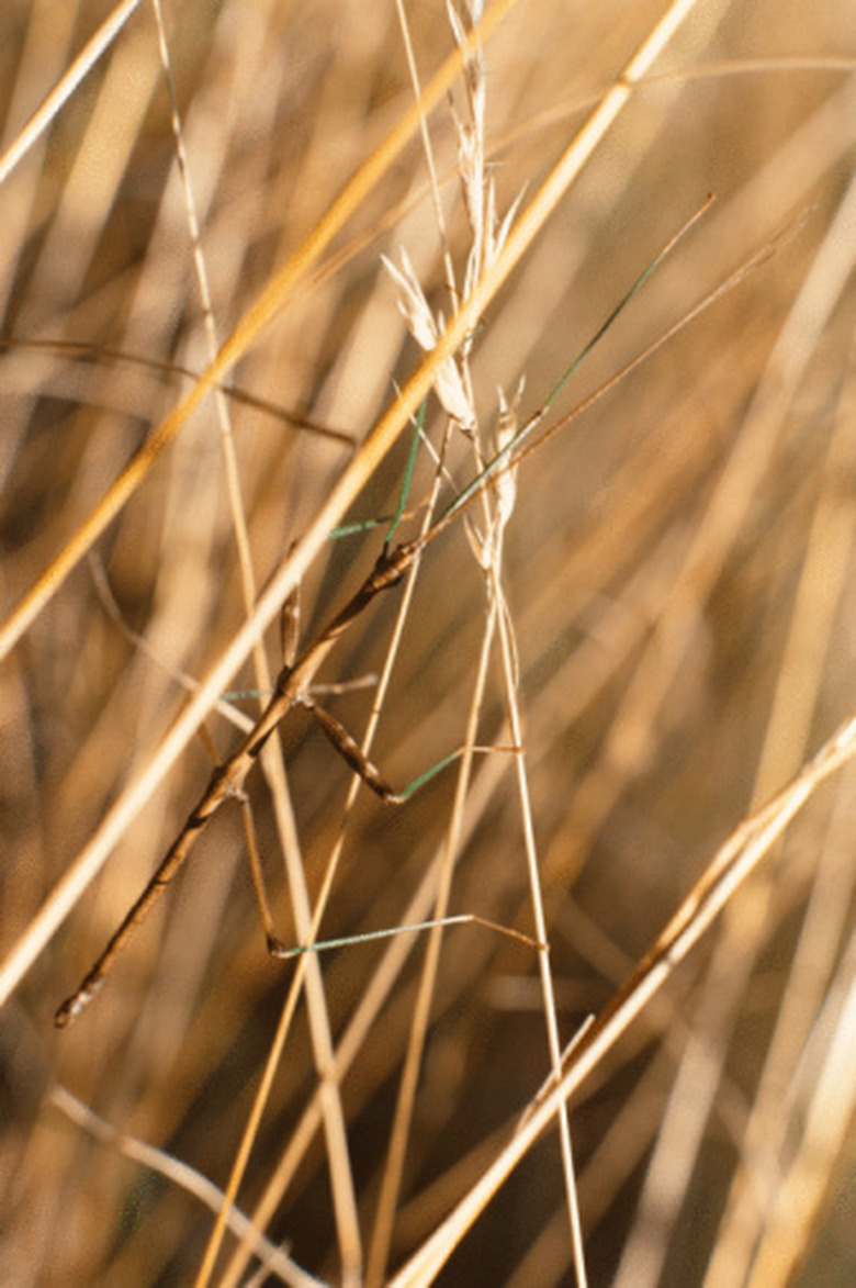 <h3>Understanding the Distinctions Between a Walking Stick and a Praying Mantis</h3>