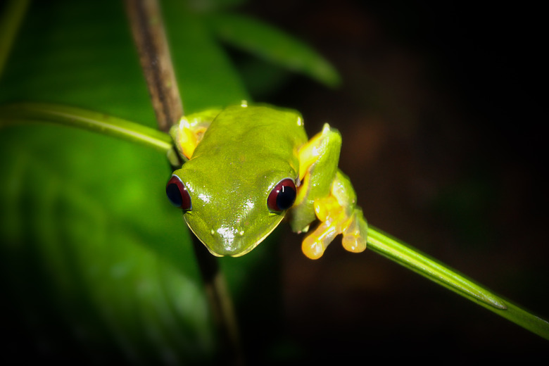 <h3>Creatures That Make Nighttime Chirping Sounds</h3>