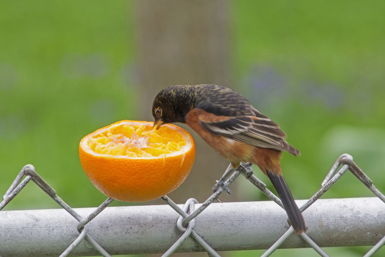 <h3>Feeding Oranges to Wild Birds</h3>