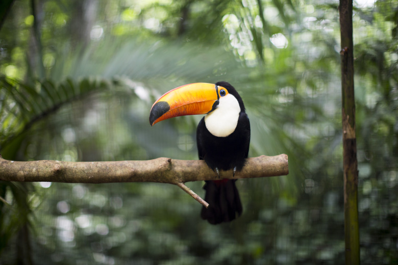 <h3>Creatures of the Rainforest Canopy</h3>