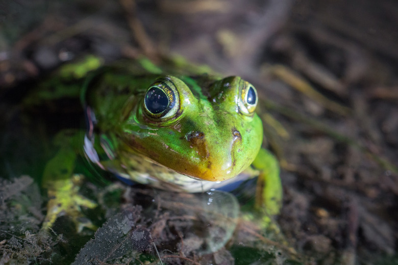 <h3>Creatures with the Ability to Perceive Infrared Light</h3>