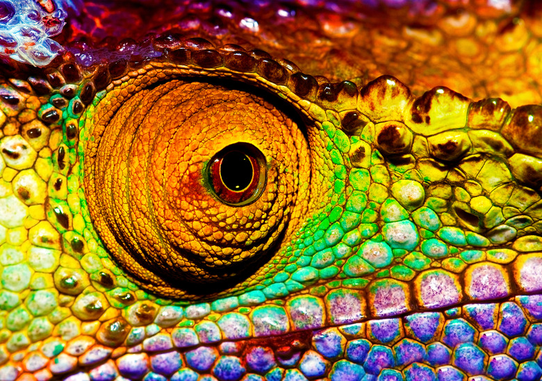 <h3>The Adaptations of Chameleons</h3>