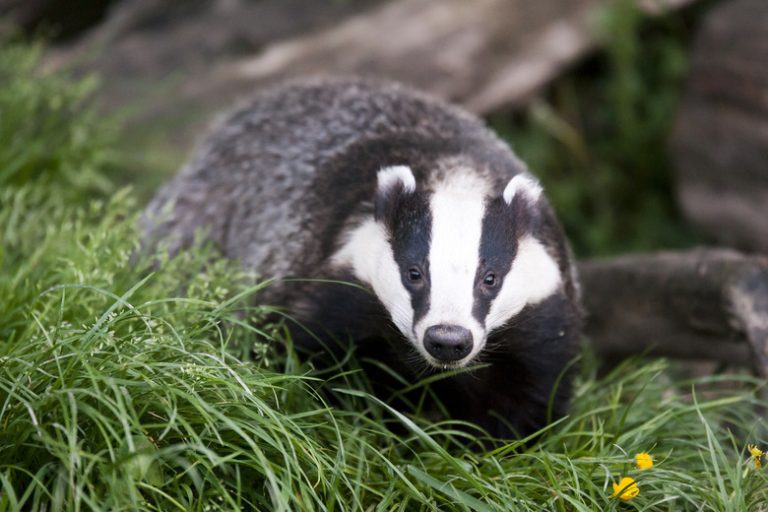 <h3>Understanding the Distinctions Between Badgers and Wolverines</h3>