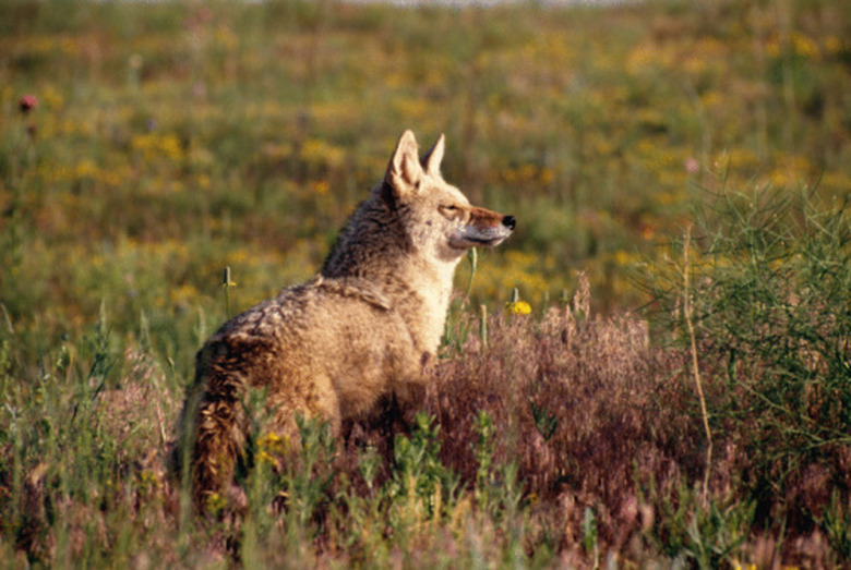 <h3>Identifying Male and Female Coyotes</h3>