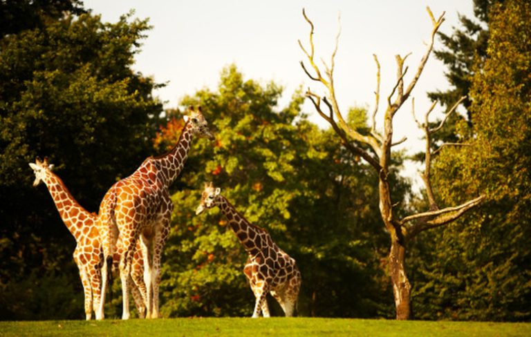 <h3>The Giraffe's Adaptation in Grassland Environments</h3>