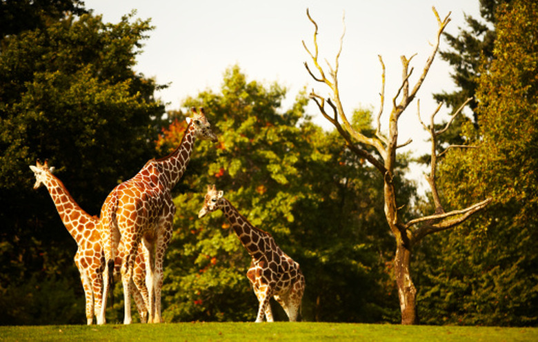 <h3>The Giraffe's Adaptation in Grassland Environments</h3>