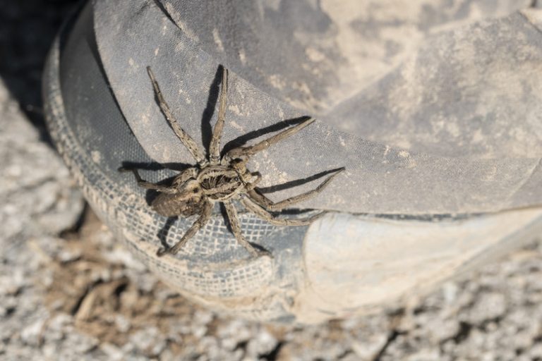 <h3>Understanding the Wolf Spider's Predators</h3>