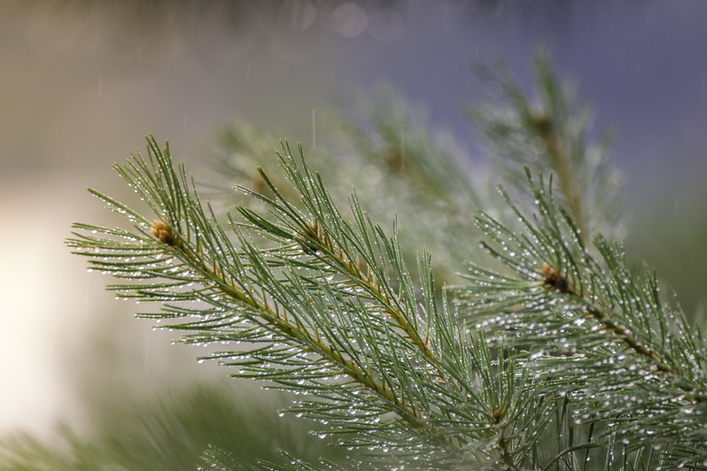 <h3>Exploring Pine Tree Habitats</h3>