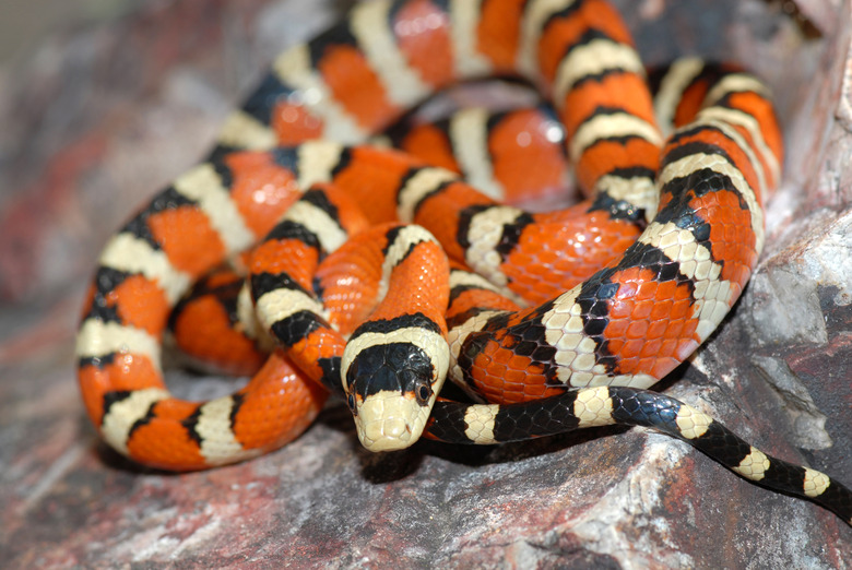 <h3>Identifying Red and Black Striped Snakes</h3>