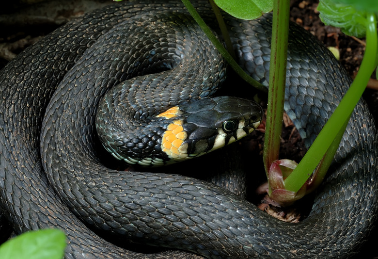 <h3>Black Snakes Featuring Yellow Rings in Georgia</h3>